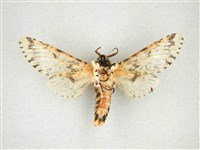 尖鋸舟蛾藏品圖，第2張