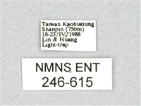 尖鋸舟蛾藏品圖，第3張