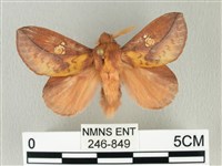 竹黃斜帶枯葉蛾藏品圖，第1張