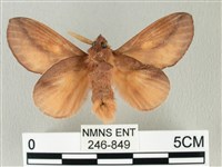 竹黃斜帶枯葉蛾藏品圖，第2張