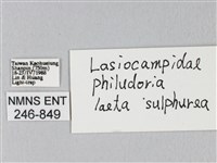 竹黃斜帶枯葉蛾藏品圖，第3張