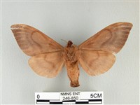 大褐斑枯葉蛾藏品圖，第2張