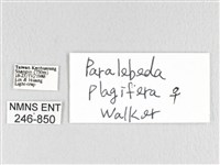 大褐斑枯葉蛾藏品圖，第3張