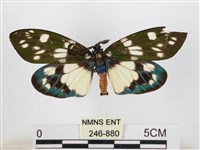 蓬萊茶斑蛾藏品圖，第1張