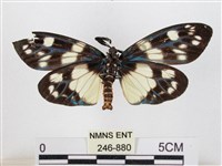 蓬萊茶斑蛾藏品圖，第2張