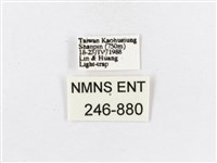 蓬萊茶斑蛾藏品圖，第3張