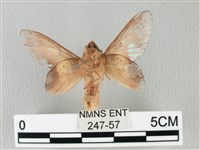 緣斑枯葉蛾藏品圖，第2張