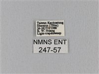 緣斑枯葉蛾藏品圖，第3張