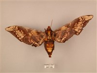 臀角斑天蛾藏品圖，第2張