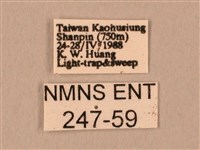 臀角斑天蛾藏品圖，第3張