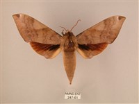 波紋豆天蛾藏品圖，第1張