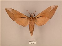 波紋豆天蛾藏品圖，第2張