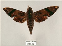 斜帶天蛾藏品圖，第1張