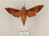 斜帶天蛾藏品圖，第2張