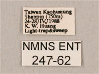 斜帶天蛾藏品圖，第3張