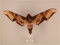 臀角斑天蛾藏品圖，第1張