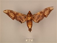 臀角斑天蛾藏品圖，第2張