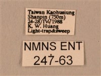 臀角斑天蛾藏品圖，第3張