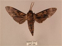 白星天蛾藏品圖，第1張