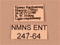 白星天蛾藏品圖，第3張