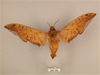 臺灣鷹翅天蛾藏品圖，第2張