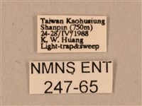 臺灣鷹翅天蛾藏品圖，第3張