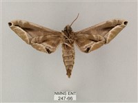 白點天蛾 藏品圖，第2張