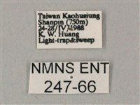 白點天蛾 藏品圖，第3張