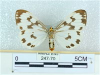 粉蝶燈蛾藏品圖，第2張