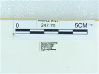 粉蝶燈蛾藏品圖，第3張