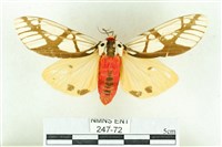 乳白斑燈蛾藏品圖，第1張