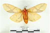 乳白斑燈蛾藏品圖，第2張