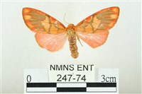 三色豔苔蛾藏品圖，第1張