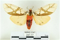 乳白斑燈蛾藏品圖，第1張