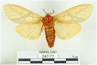 乳白斑燈蛾藏品圖，第2張