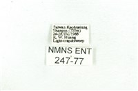 乳白斑燈蛾藏品圖，第3張