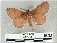 馬尾松枯葉蛾藏品圖，第2張