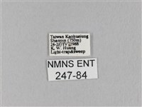 馬尾松枯葉蛾藏品圖，第3張