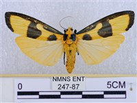 閃光苔蛾藏品圖，第1張