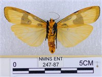 閃光苔蛾藏品圖，第2張