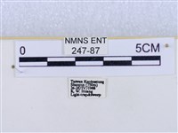 閃光苔蛾藏品圖，第3張