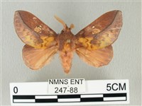 竹黃斜帶枯葉蛾藏品圖，第1張