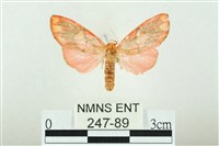 三色豔苔蛾藏品圖，第1張