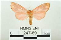 三色豔苔蛾藏品圖，第2張