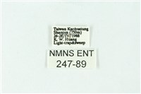 三色豔苔蛾藏品圖，第3張