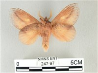 竹黃斜帶枯葉蛾藏品圖，第2張