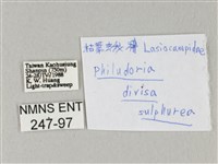 竹黃斜帶枯葉蛾藏品圖，第3張