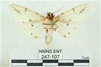 菊池污燈蛾藏品圖，第2張