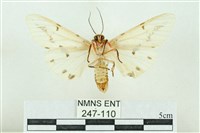 菊池污燈蛾藏品圖，第2張