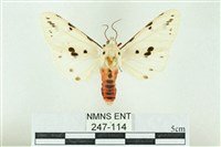 菊池污燈蛾藏品圖，第1張